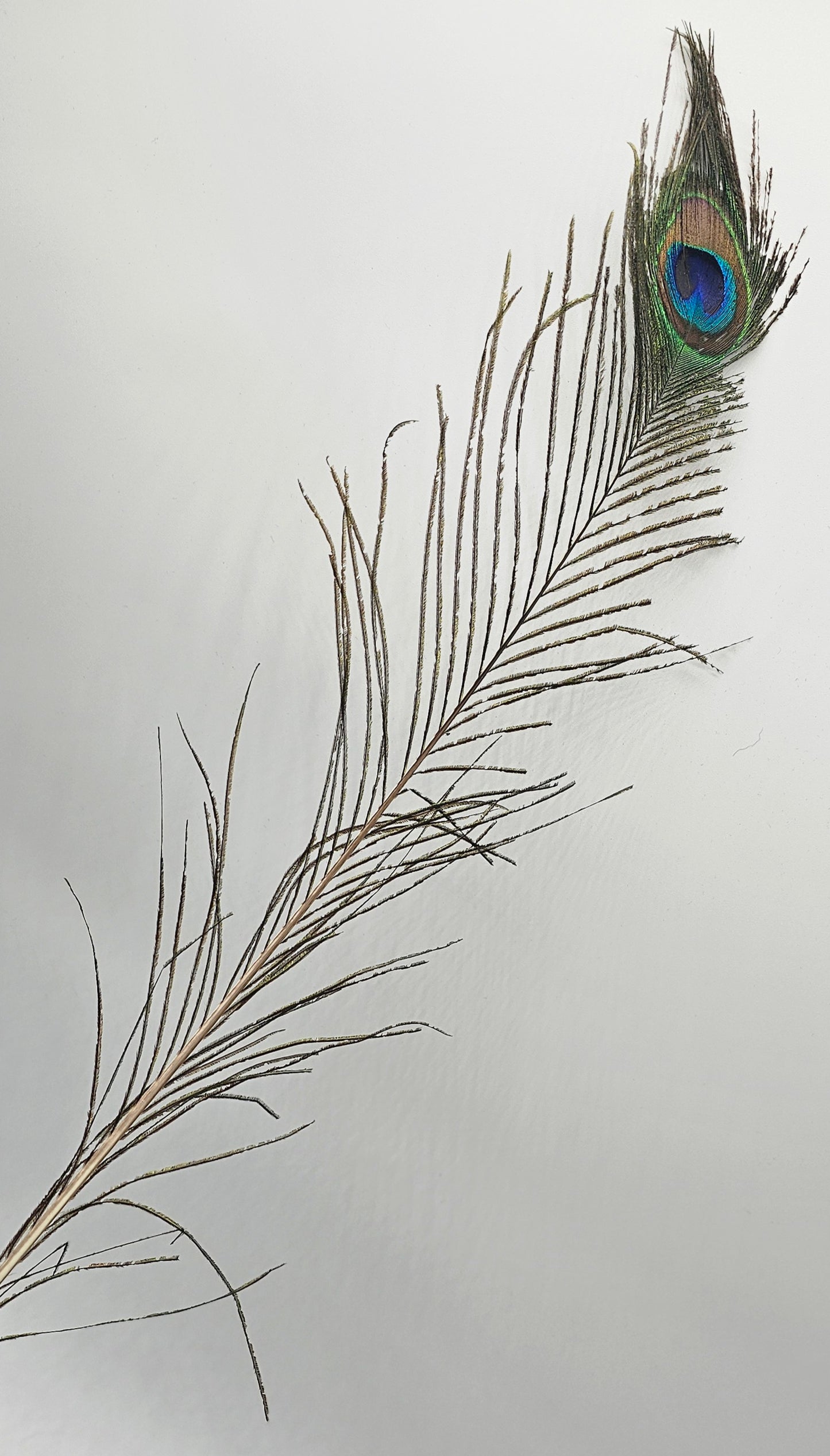 Pluma de Pavo Real