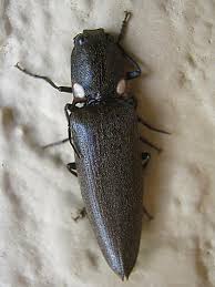Cucullo