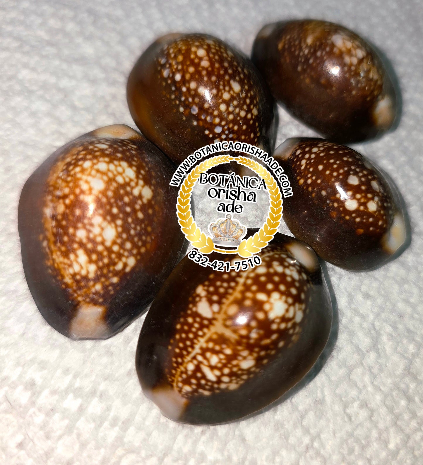 CARACOL PINTO CHIQUITA PARA OYA