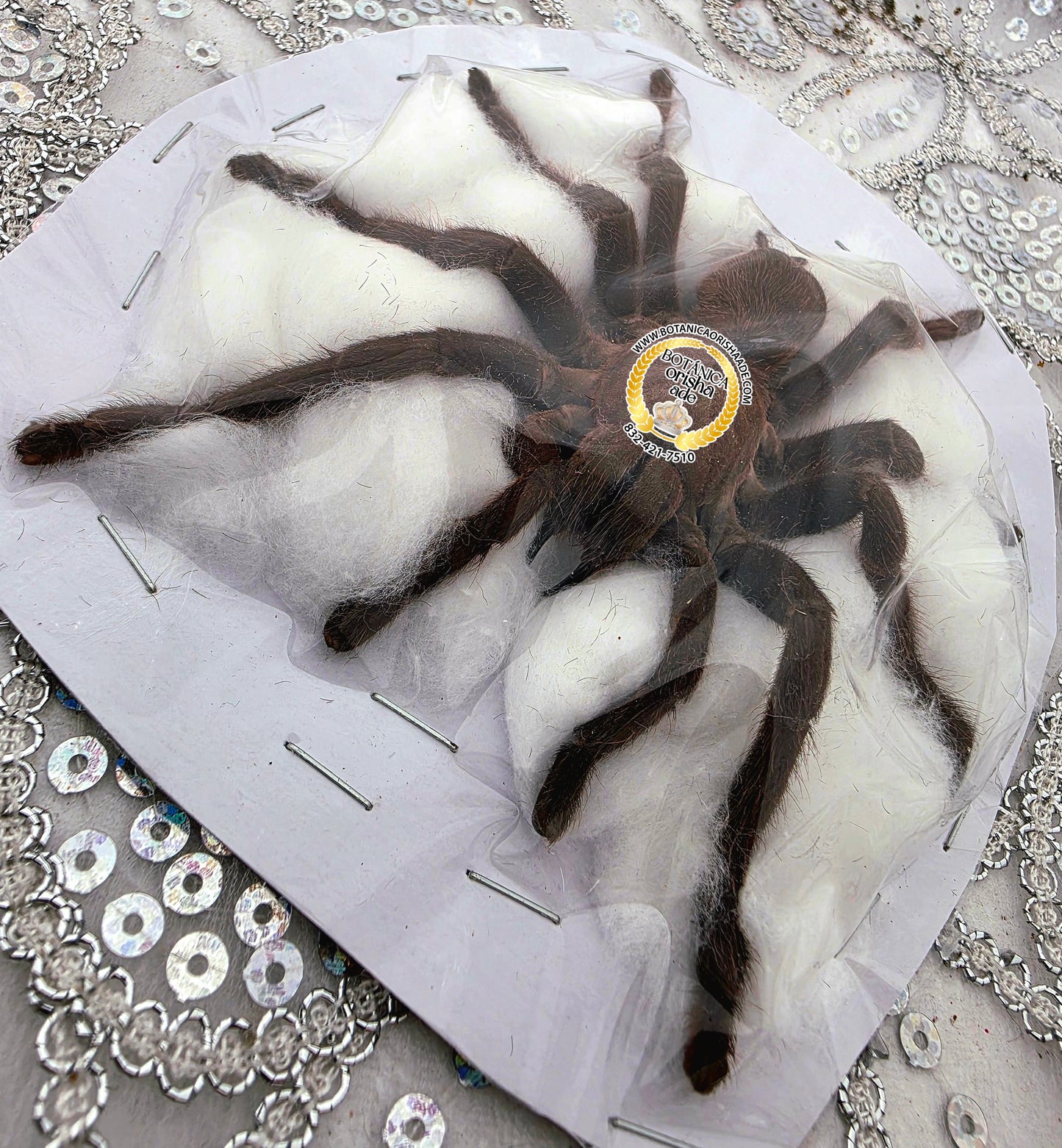 Tarántula Grande