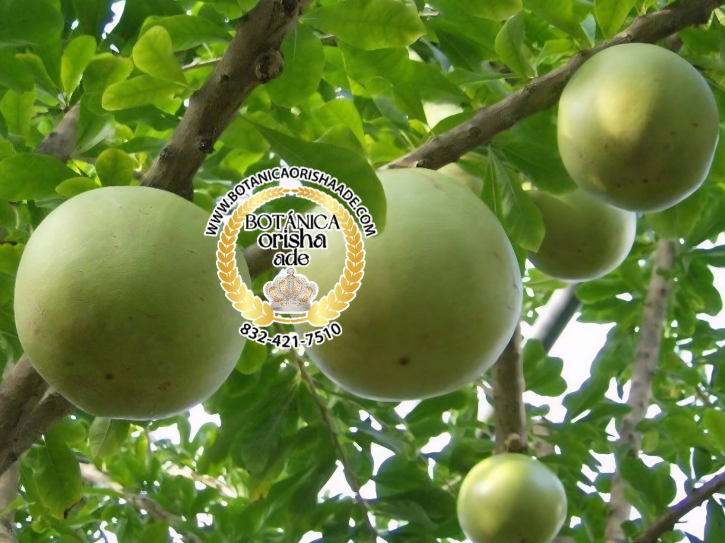 GUIRA SIMARONA VERDE