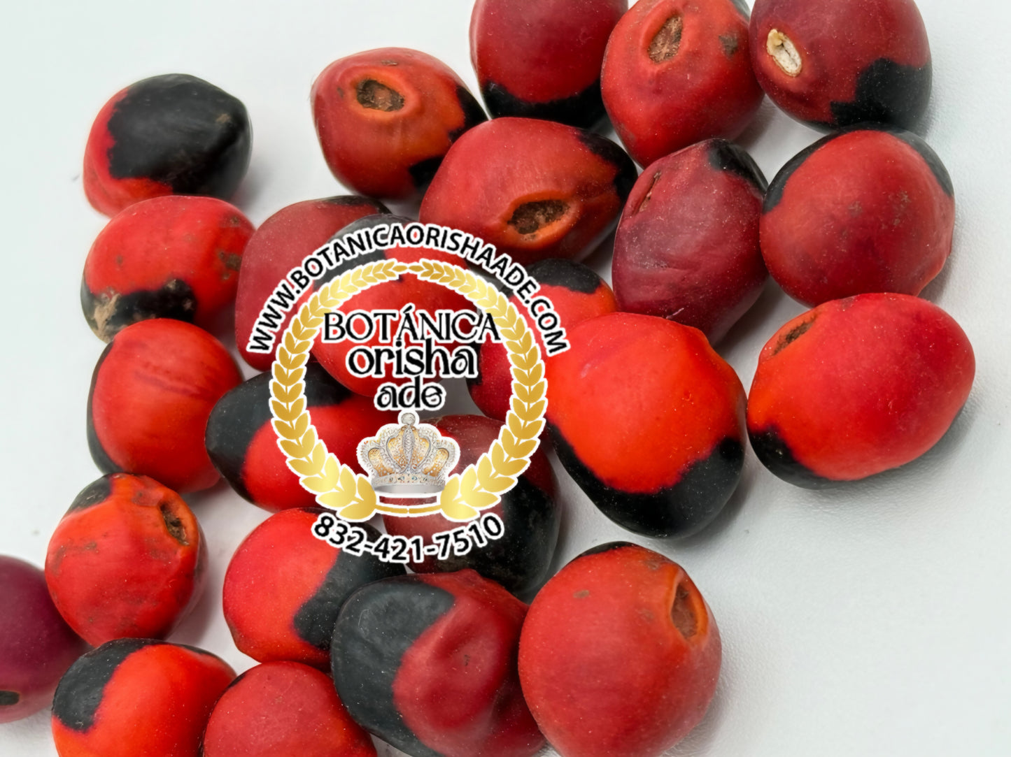 SEMILLA PEONIA CADA UNA