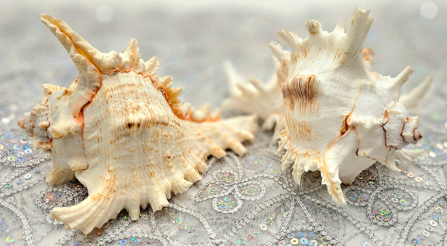 Caracol De Mar Grande