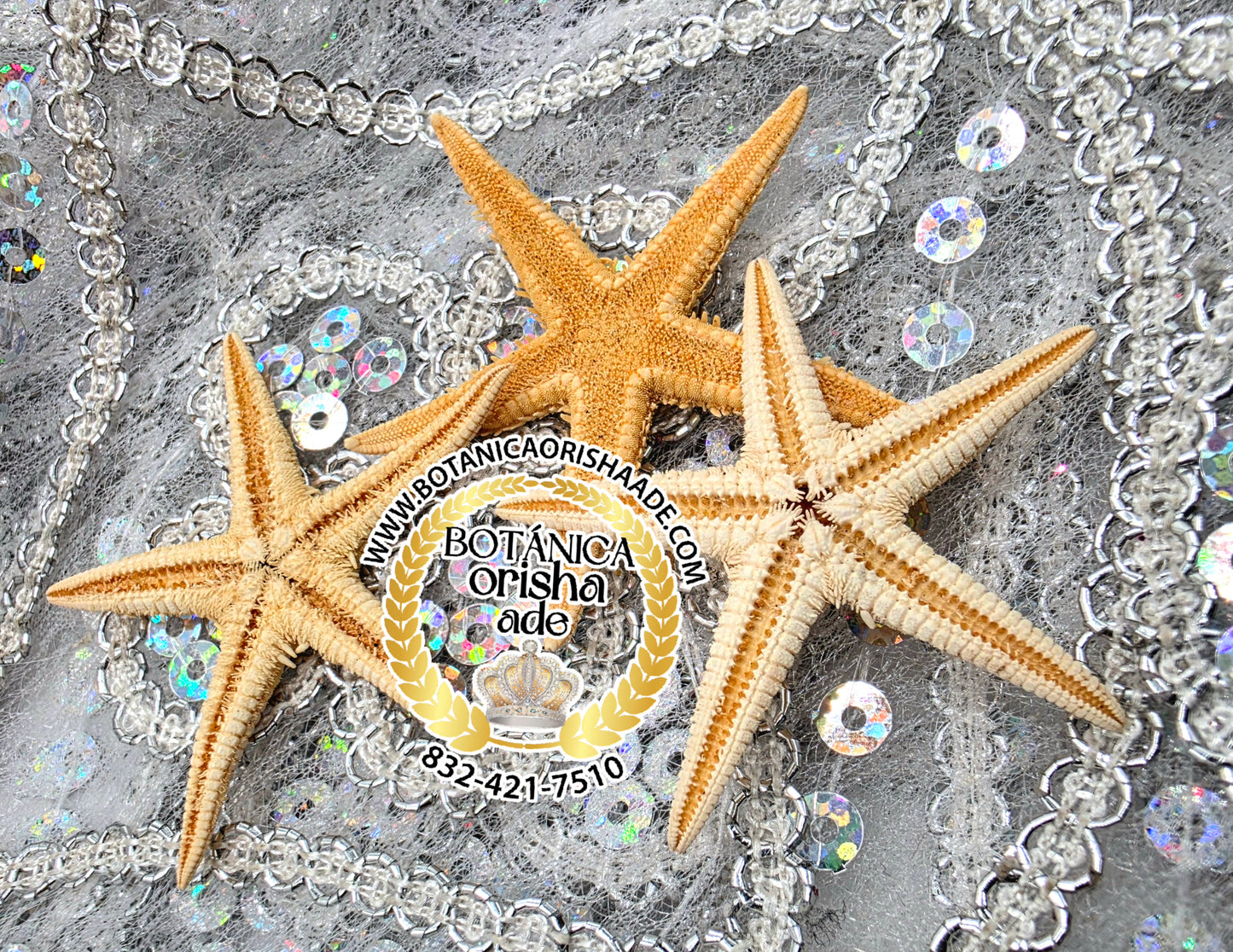 ESTRELLA DE MAR PEQUEÑA