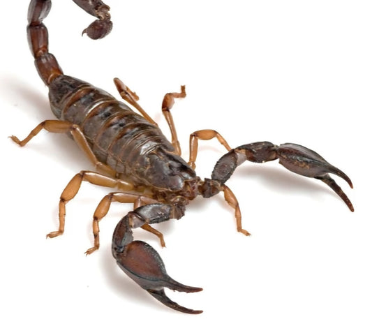 ALACRAN