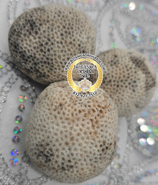 CEREBRO DE MAR - GRANDE