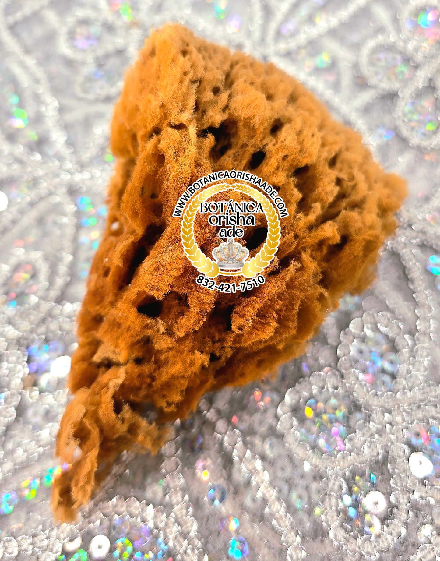 ESPONJA DE MAR CHIQUITA