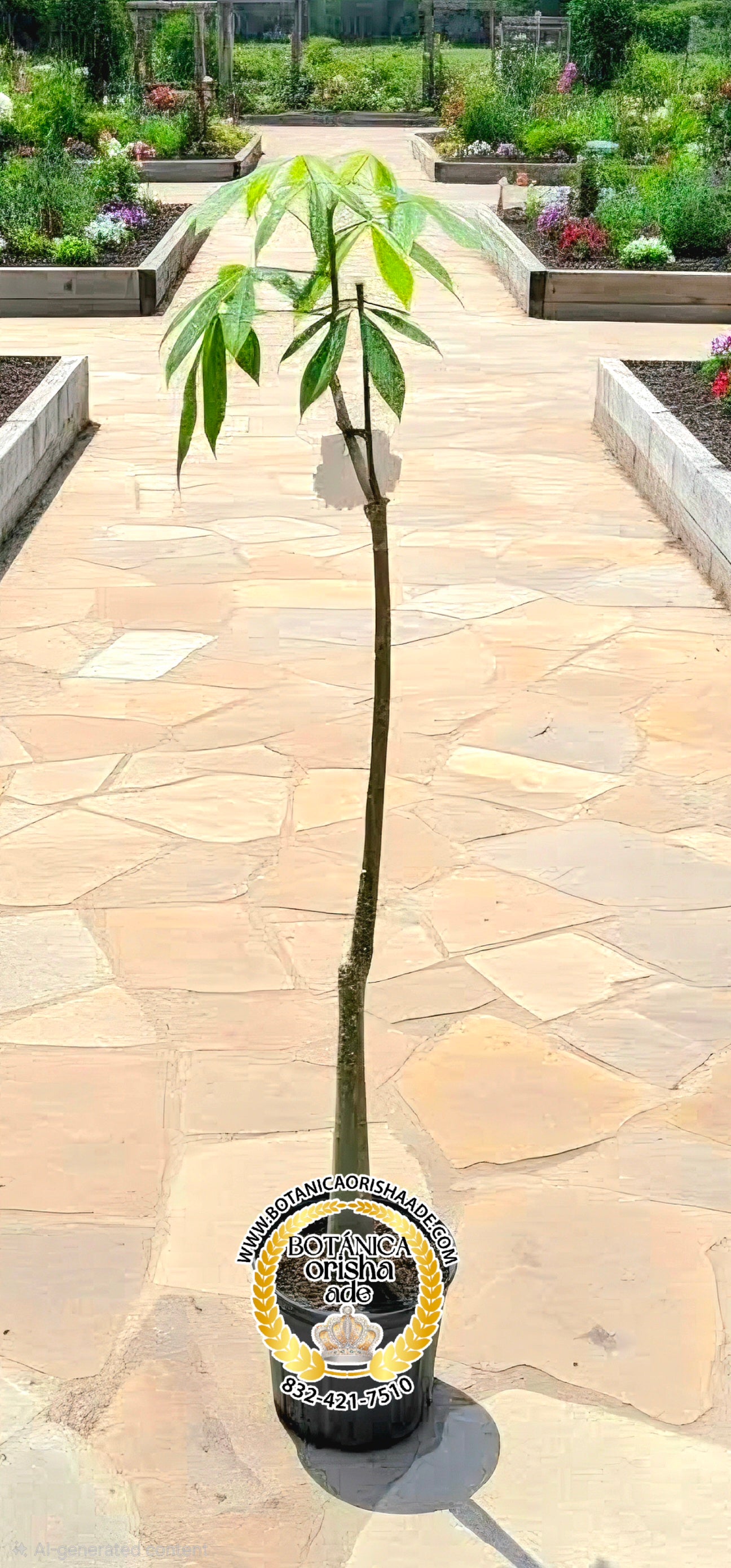 HIERBA FRESCA - CEIBA 5