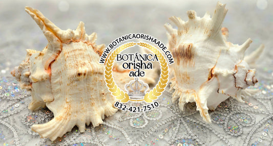 CARACOL DE MAR GRANDE