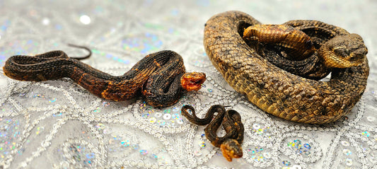 SERPIENTE CHIQUITA (MAJA, 21)