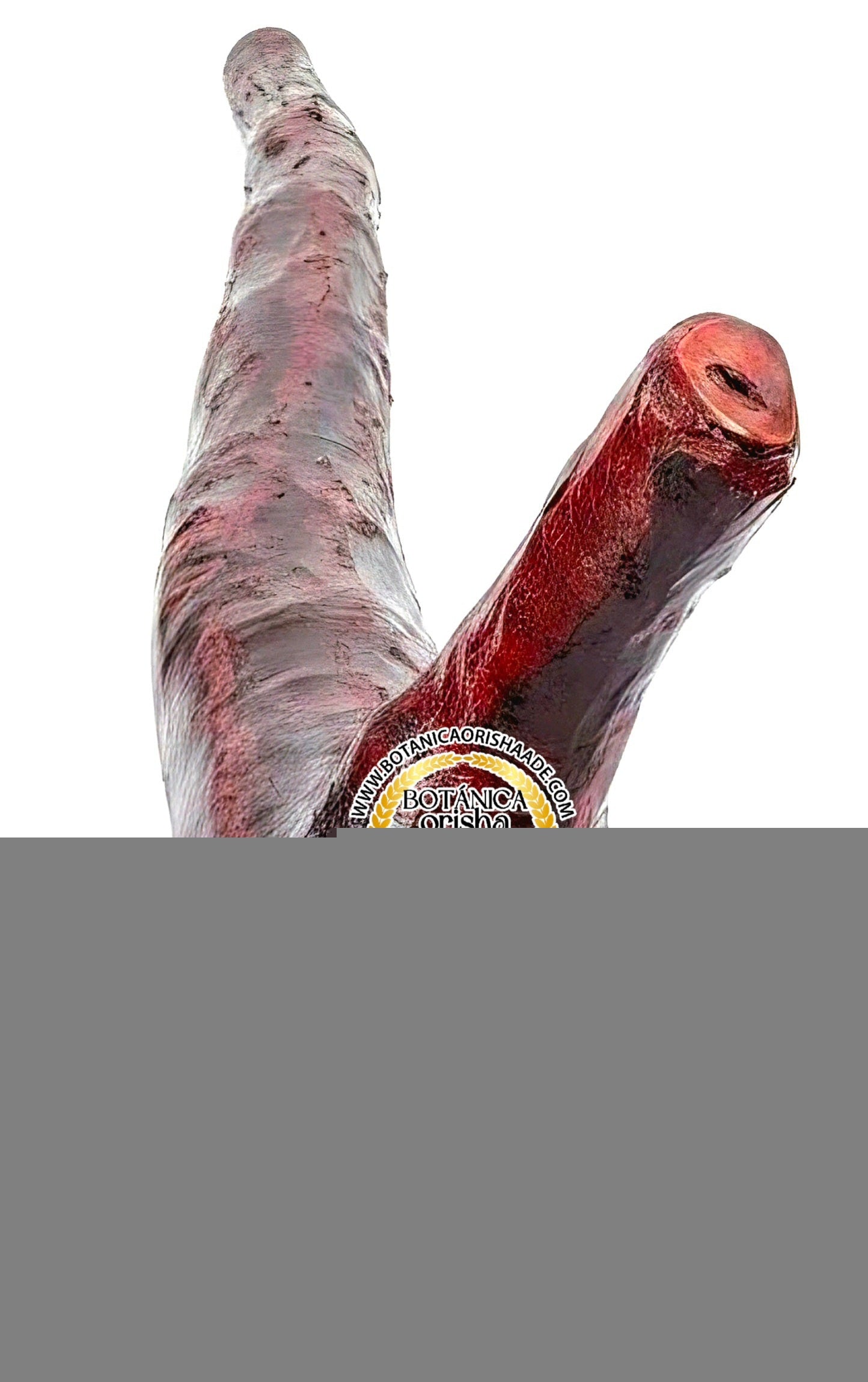 BASTON DE MANGLE ROJO