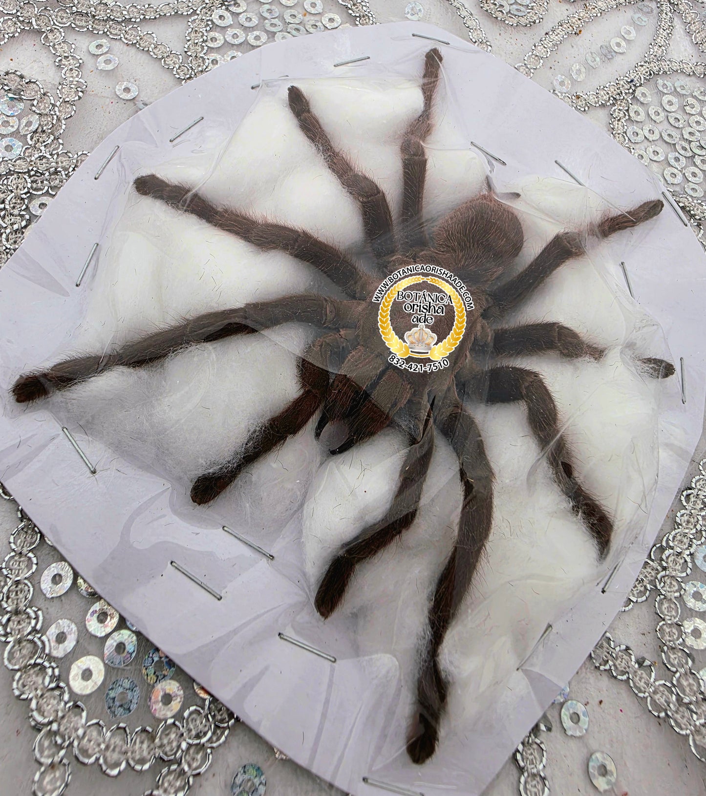 Tarántula Grande
