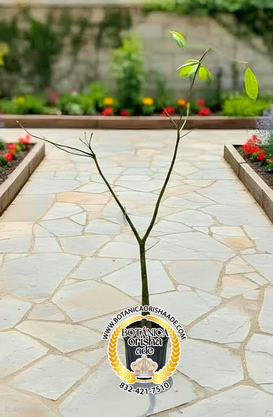 HIERBA FRESCA - CEIBA  1