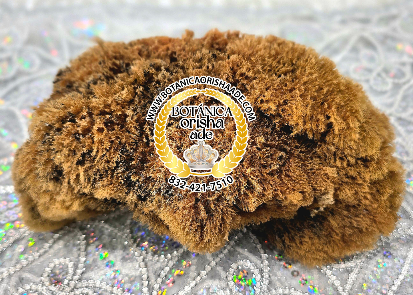 ESPONJA DE MAR GRANDE