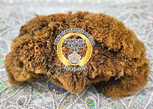 ESPONJA DE MAR GRANDE