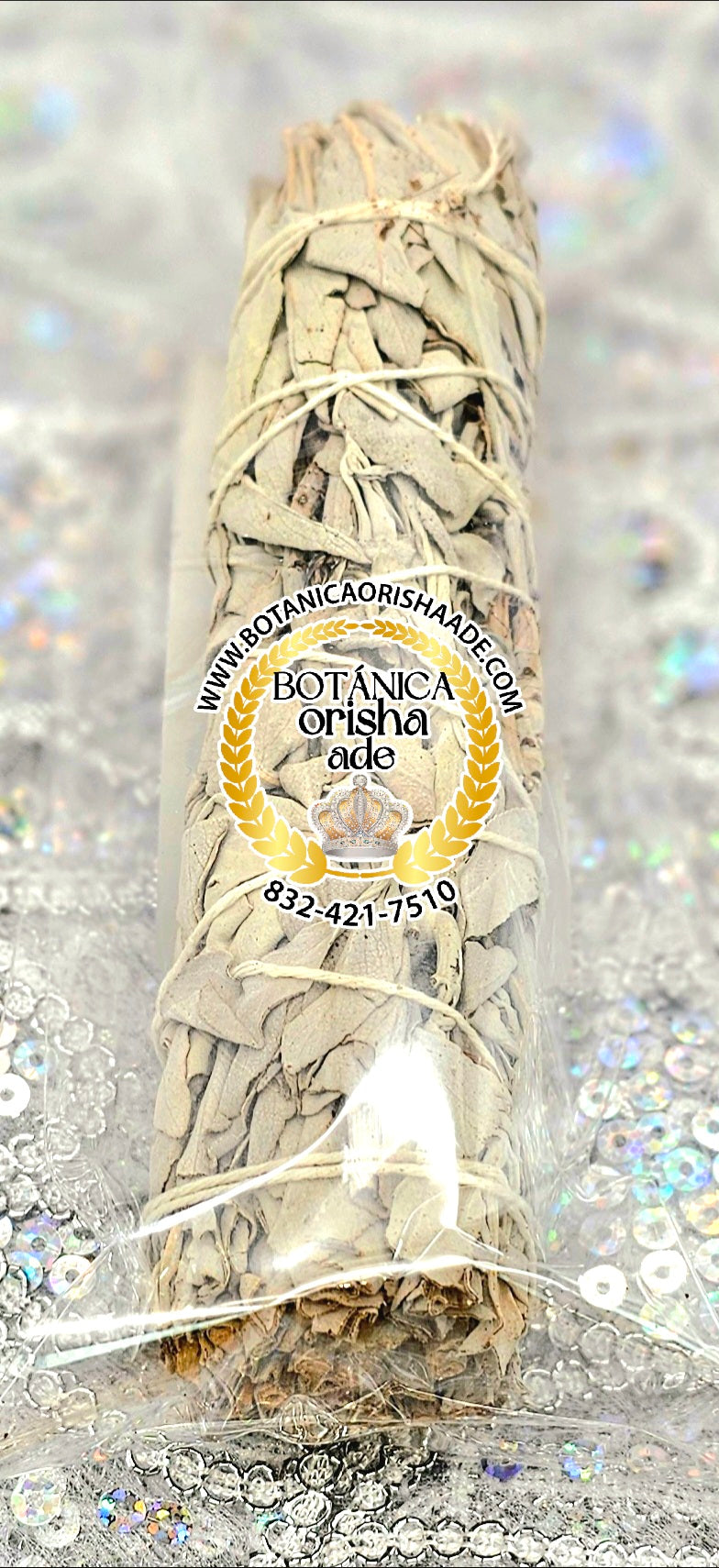 SAGE - SAVILA CHIQUITA