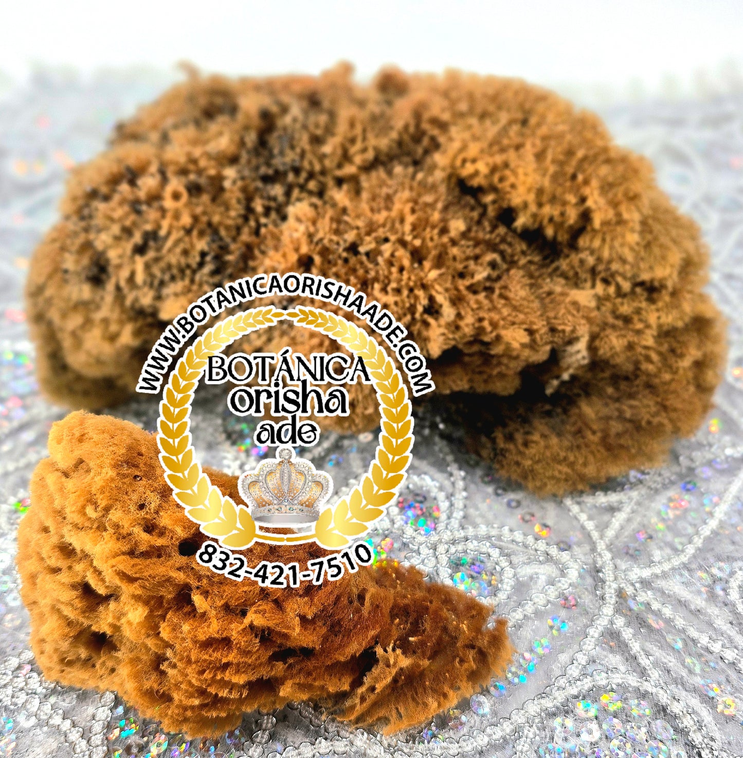 ESPONJA DE MAR GRANDE