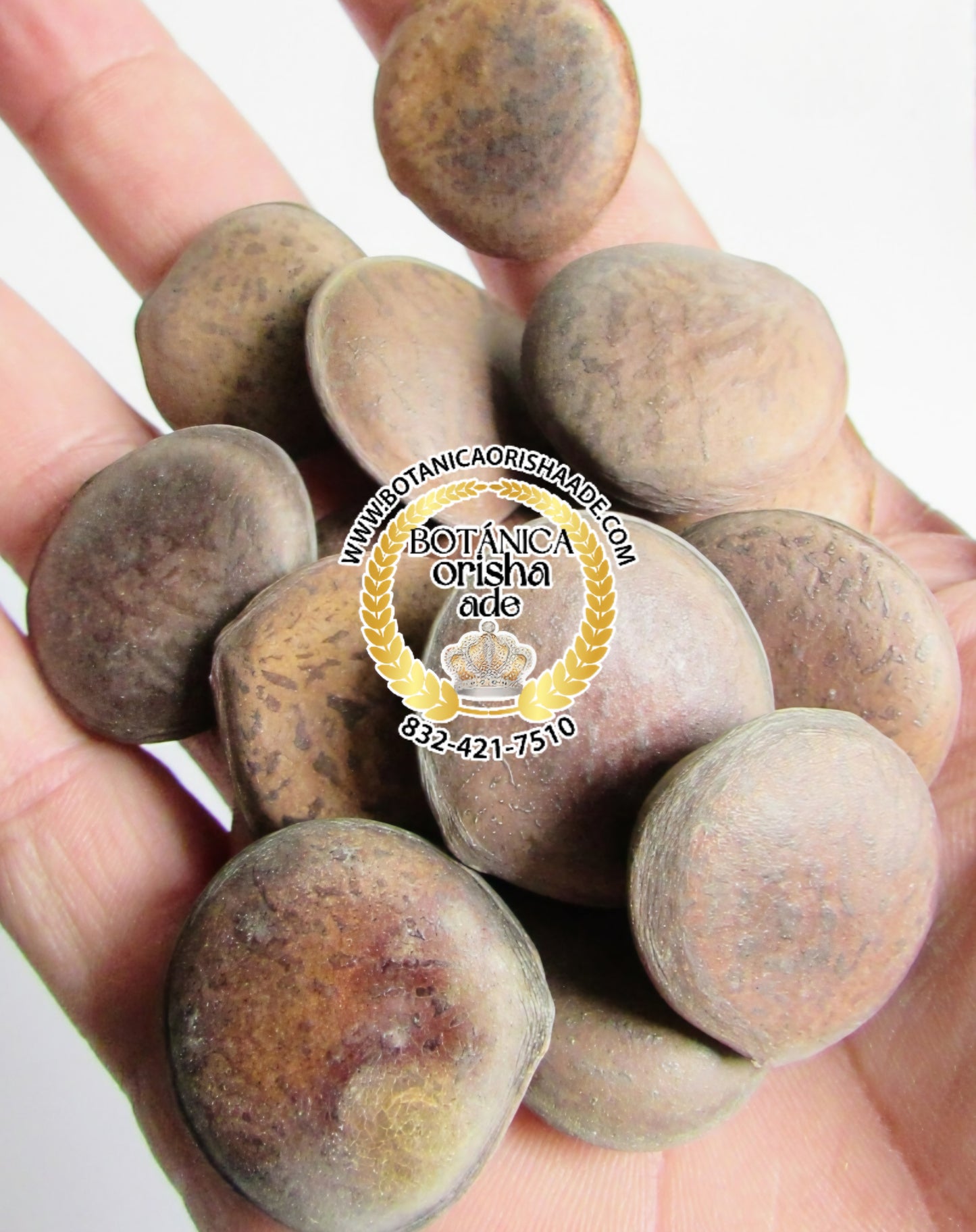 HABAS DE SAN IGNACIO