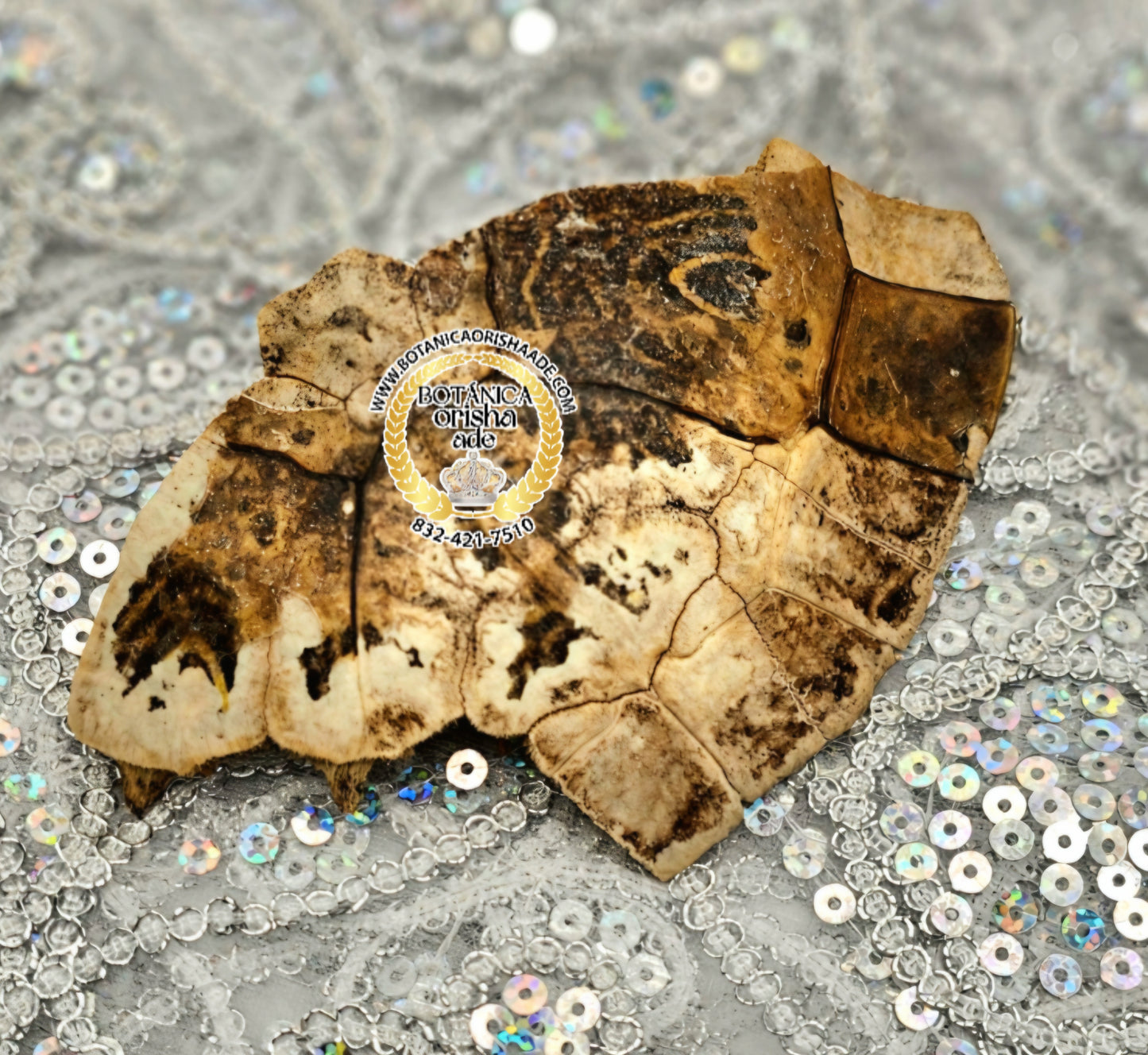 CARAPACHO DE JICOTEA GRANDE