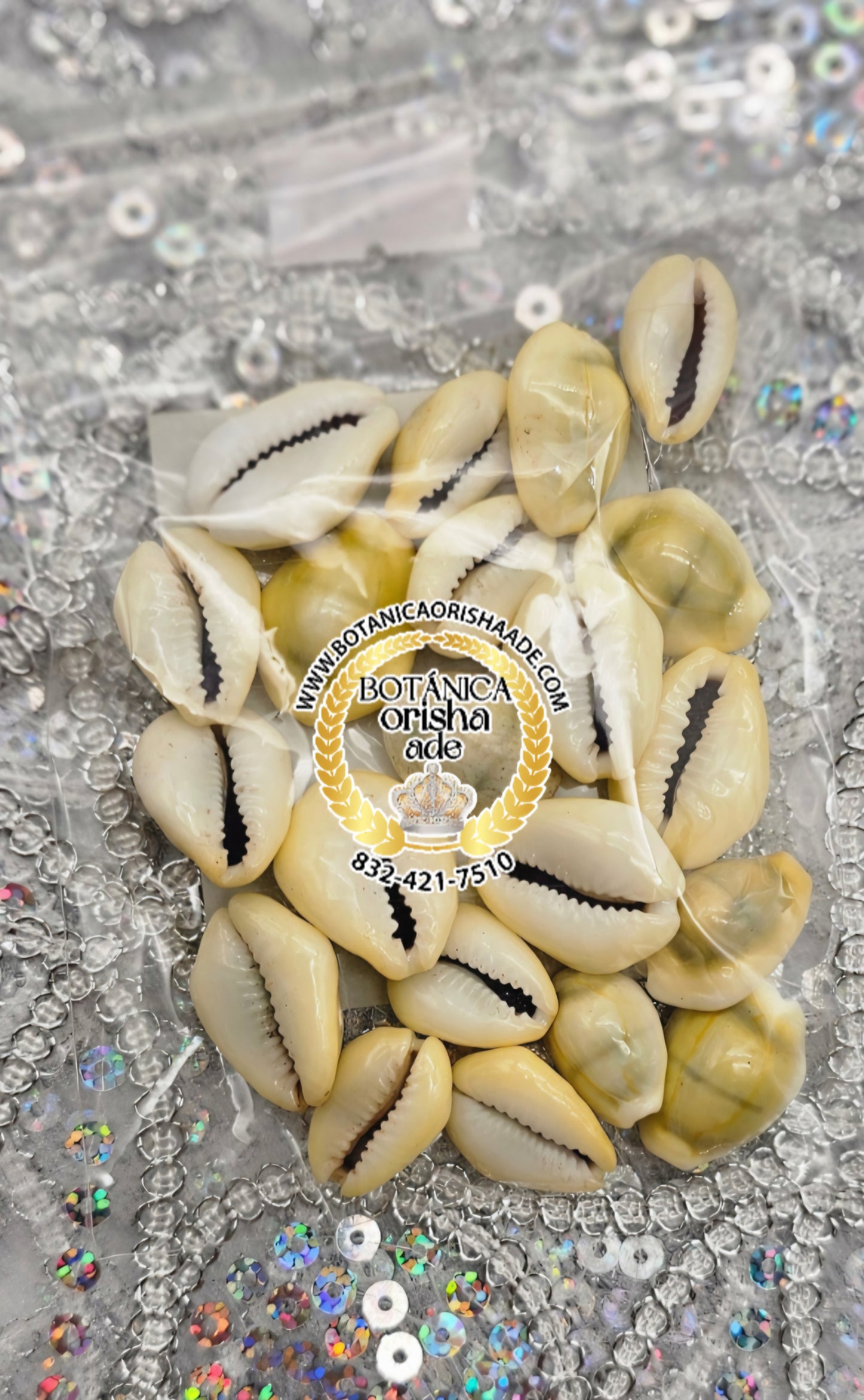 MANO DE CARACOL CERRADOS COWRIE (21)