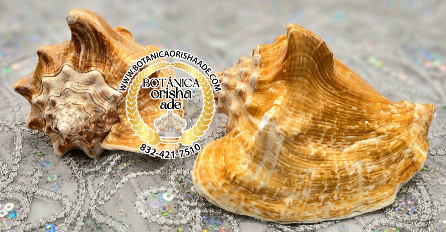 CARACOL DE MAR MEDIANO AYE