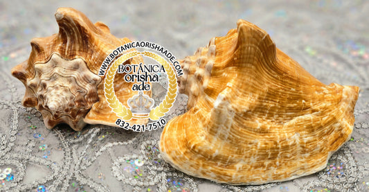 CARACOL DE MAR MEDIANO AYE