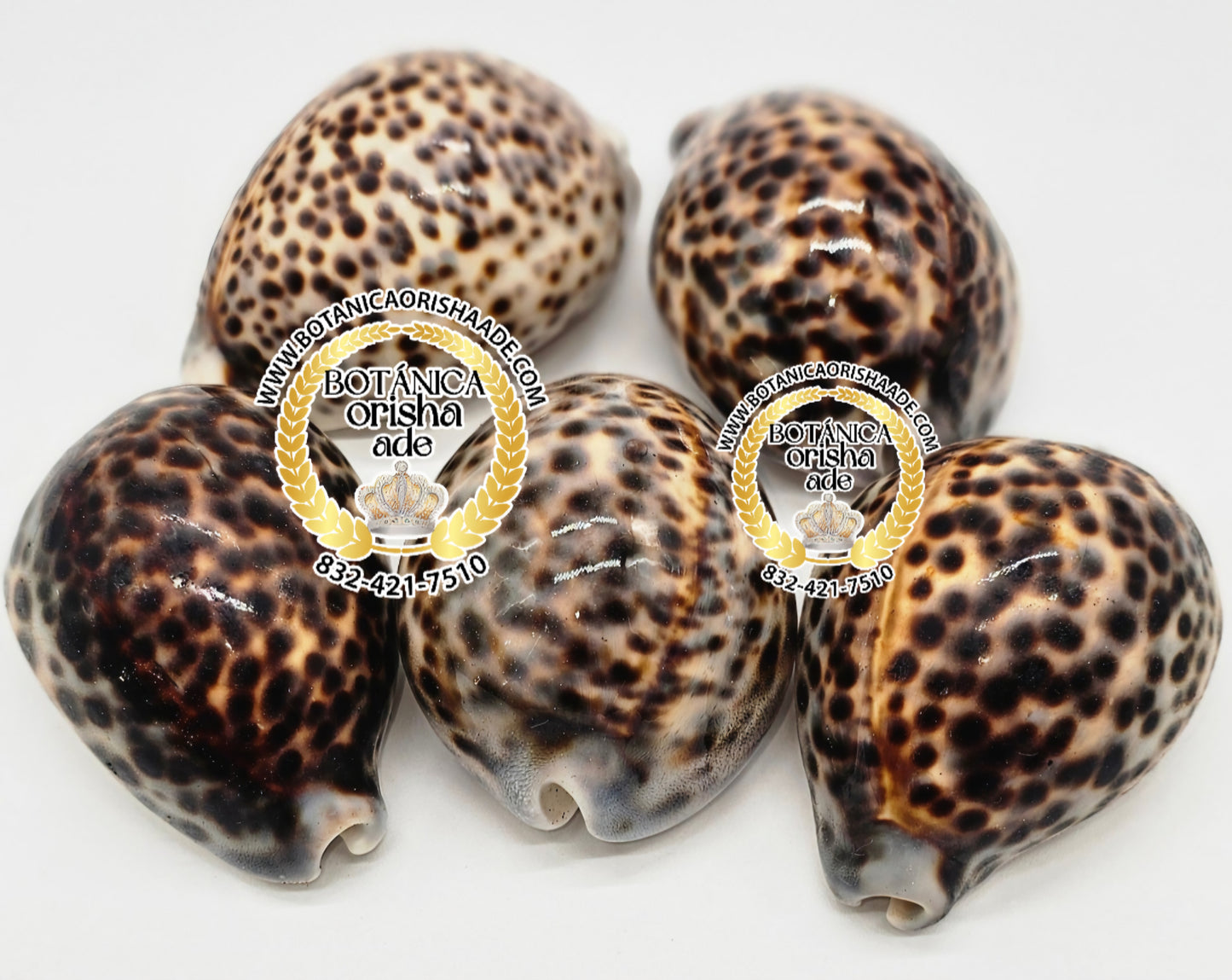 CARACOL PINTO GRANDE  PARA OYA