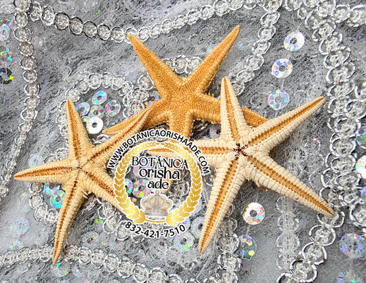 ESTRELLA DE MAR PEQUEÑA