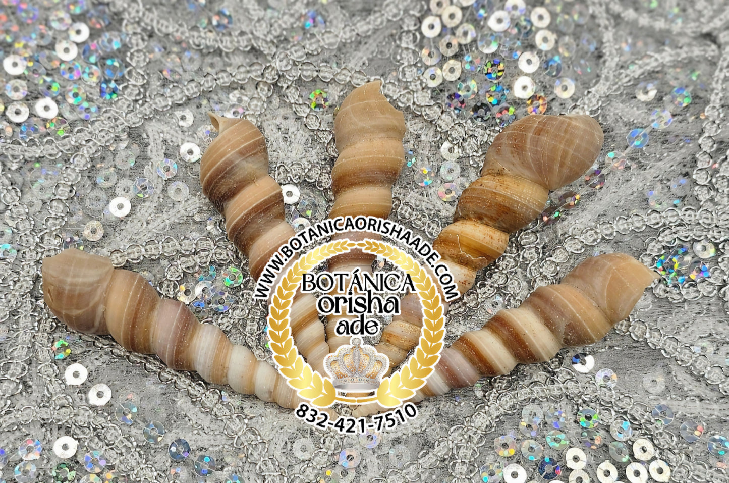 CARACOL TIRABUZON MEDIANO