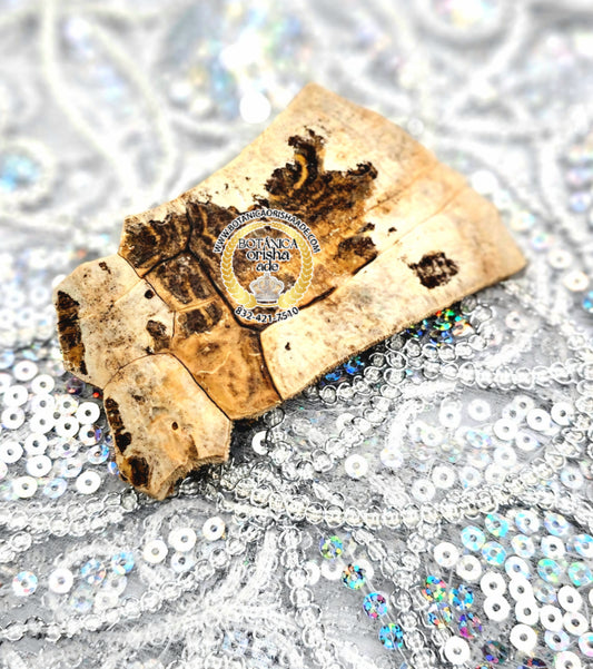 CARAPACHO DE JICOTEA MEDIANA