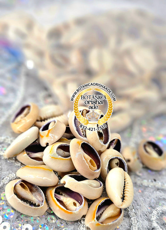 CARACOL ABIERTO 1 LB